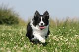 BORDER COLLIE 534